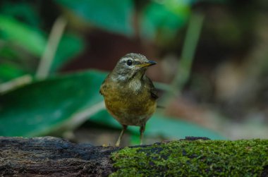 Kaşlı ardıç kuşu (Turdus gizler)