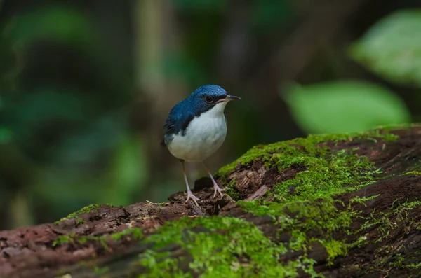 Szibériai blue robin (Luscinia cyane) — Stock Fotó