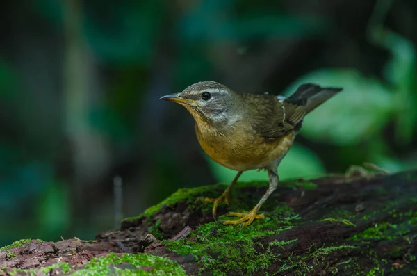 Eyebrowed 질 염 새 (Turdus 가린다) — 스톡 사진