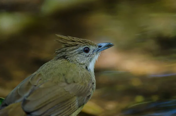 Ωχρώδες Bulbul πουλιών (Alophoixus ochraceus) — Φωτογραφία Αρχείου