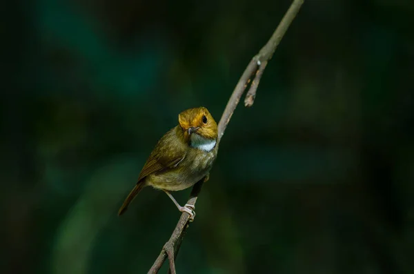 Trespolo Flycatcher rovo-browed su ramo — Foto Stock