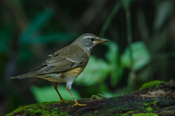 Eyebrowed Thrush Bird (Turdus obscures) — Stock Photo, Image