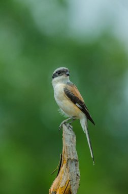 Bay sırtlı örümcek kuşu bir dalda tıraşlama kuş