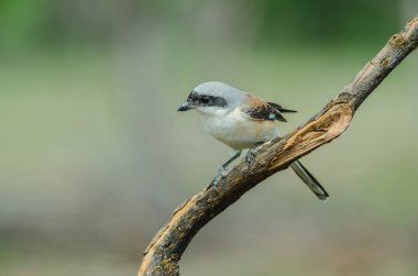 Bay sırtlı örümcek kuşu bir dalda tıraşlama kuş