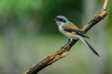 Bay sırtlı örümcek kuşu bir dalda tıraşlama kuş