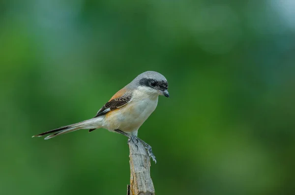 Pie-grièche à dos blanc Perchoir à oiseaux sur une branche — Photo