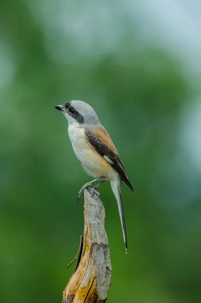 Bay-backed Shrike vogel op een tak zitstokken — Stockfoto