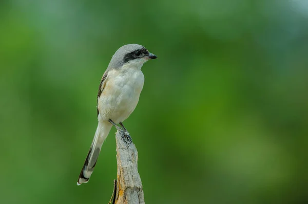 Arroccato su un ramo con il dorso d'uccello Shrike — Foto Stock
