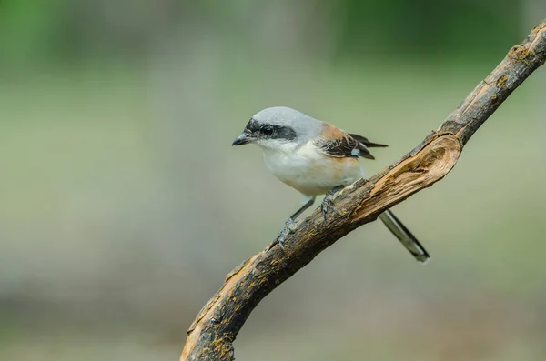 Rotrückenwürgervogel hockt auf einem Ast — Stockfoto