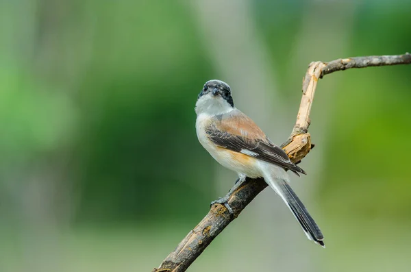 Pájaro Shrike apoyado en la bahía posado en una rama — Foto de Stock