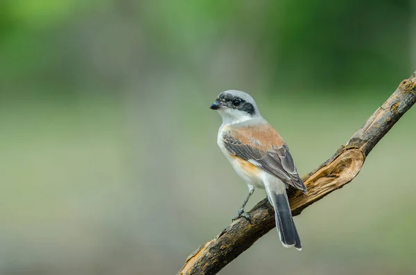 Pie-grièche à dos blanc Perchoir à oiseaux sur une branche — Photo