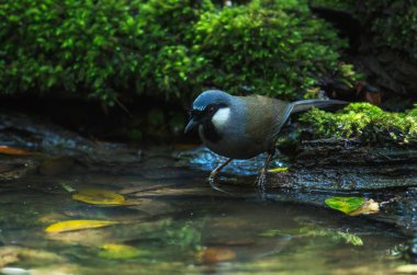 Kuş güzel kara gerdanlı laughingthrush