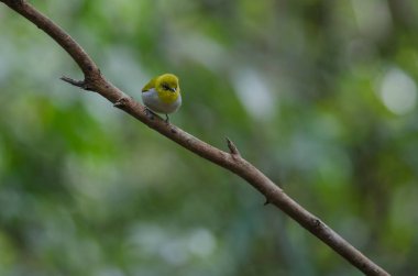 Oryantal White-eye kuş Tayland