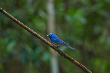 Doğada siyah enseli Monarch