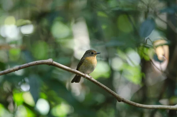 Tickell's Blue Flycatcher perched on a tree branch — Stock Photo, Image