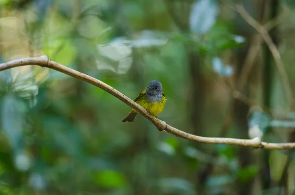 Gråhuvad Canary-flugsnappare fågel i thailand — Stockfoto