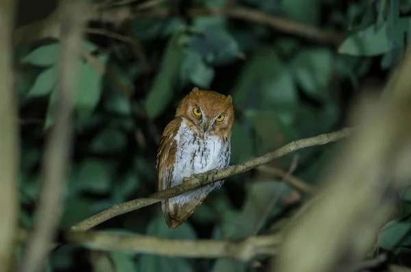 東洋スコップ フクロウ鳥 — ストック写真