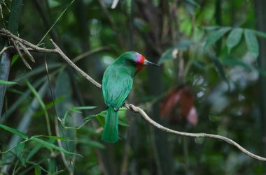 Dalda tıraşlama kırmızı sakallı arı kuşugiller
