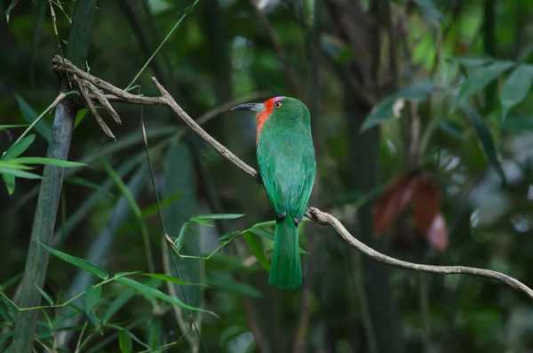 Bee-Eater barbudo rojo posado en la rama —  Fotos de Stock