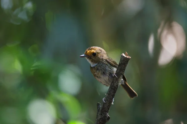 Flycatcher de cejas rojizas percha en la naturaleza — Foto de Stock