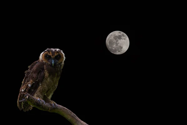 Asiático marrón madera búho en árbol en bosque con luna llena —  Fotos de Stock