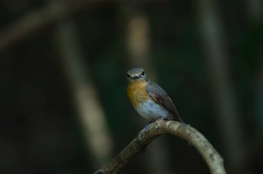 Kızıl gerdanlı sinekkapan dallar üzerinde