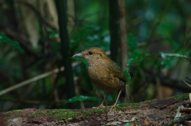 Doğada Rusty enseli pide
