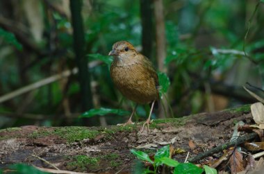Doğada Rusty enseli pide