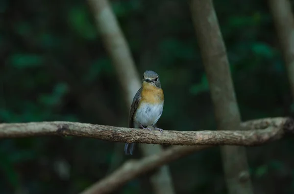 Flycatcher de garganta roja en las ramas — Foto de Stock