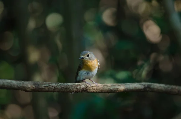 Flycatcher de garganta roja en las ramas —  Fotos de Stock