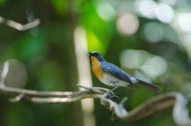 Dal Hill mavi sinekkapan(