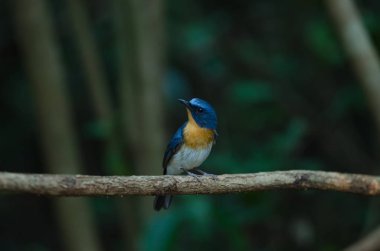 Dal Hill mavi sinekkapan(