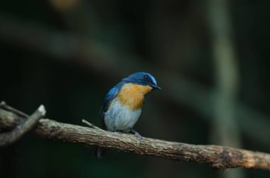 Dal Hill mavi sinekkapan(