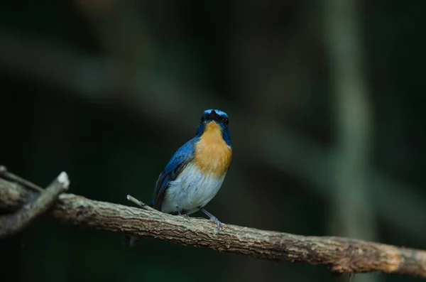 Colina Blue Flycatcher en una rama ( — Foto de Stock