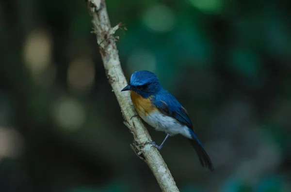 Blue Hill Flycatcher na větvi( — Stock fotografie