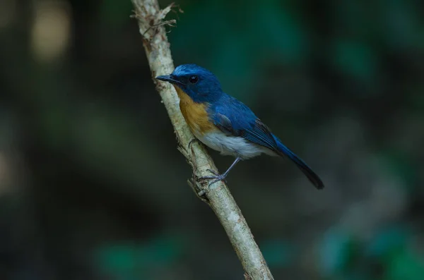 Hill Blue Flycatcher em um ramo ( — Fotografia de Stock