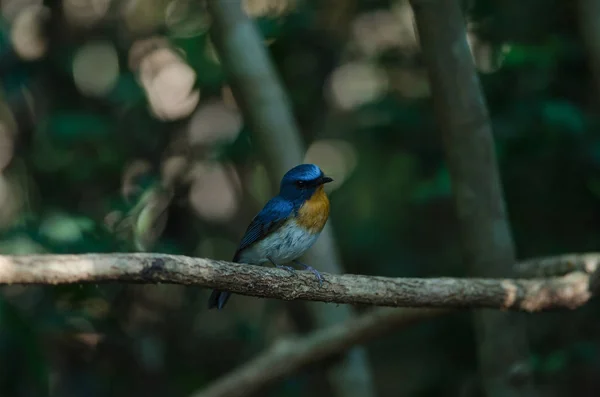 Moucherolle bleu sur une branche ( — Photo