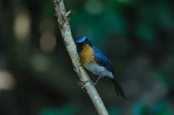Colina Blue Flycatcher en una rama ( — Foto de Stock