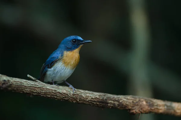 Hill Blue Flycatcher em um ramo ( — Fotografia de Stock