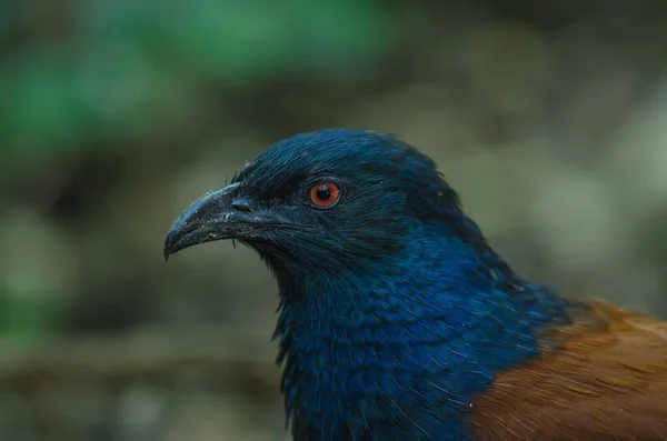 Greater Coucal bird (Centropus sinensis) — Stock Photo, Image