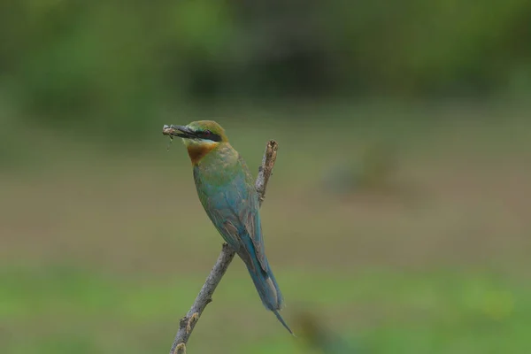 Bonito pássaro azul cauda abelha comedor — Fotografia de Stock