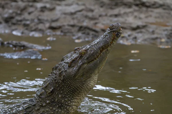 Fechar o crocodilo siamês na Tailândia — Fotografia de Stock