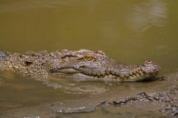 Primer plano Cocodrilo siamés en Tailandia —  Fotos de Stock