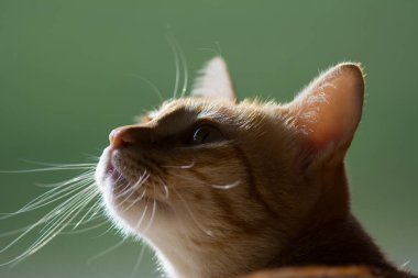 Bir kedinin portresi