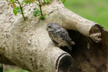 Güzel baykuş kuş (benekli owlet)