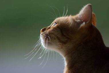 Bir kedinin portresi