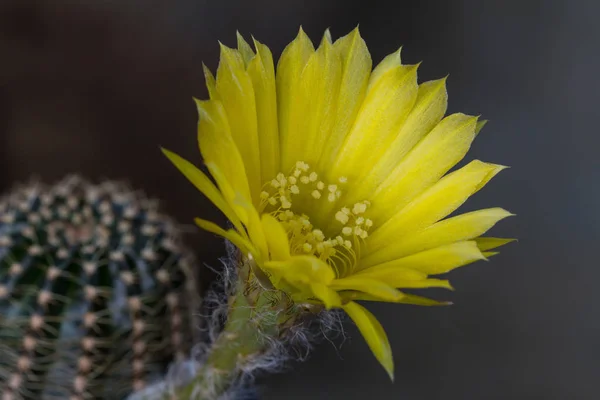 Närbild på kaktus blomma — Stockfoto