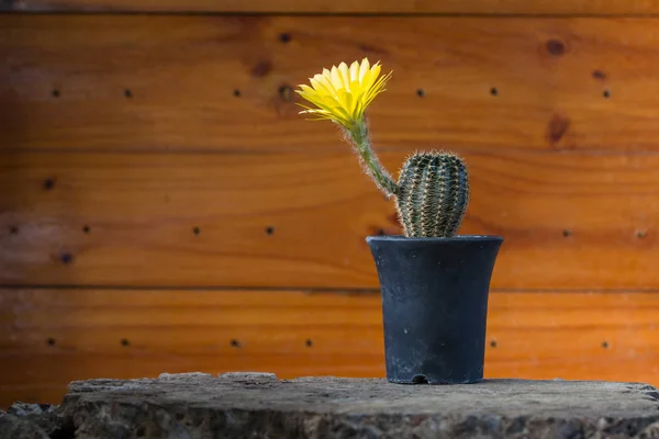 Primer plano de la flor de cactus —  Fotos de Stock