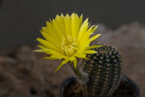 Närbild på kaktus blomma — Stockfoto