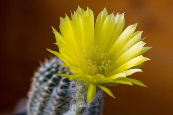 Närbild på kaktus blomma — Stockfoto